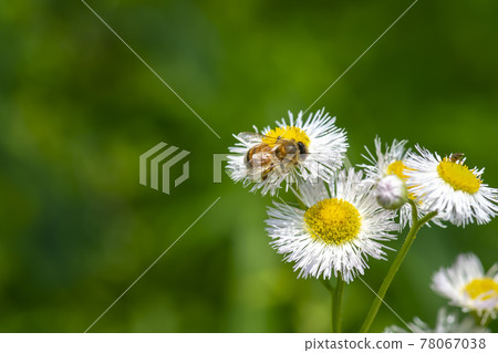 蜜蜂 78067038