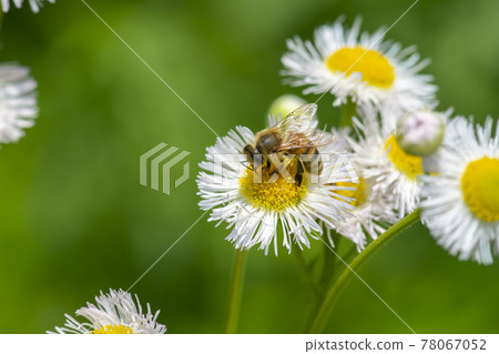 bee bee 78067052