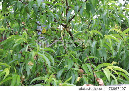 正陵谷，胡同，花園，玫瑰，房屋 78067407