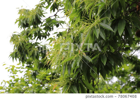 正陵谷,胡同,花園,玫瑰,房屋 正陵谷,胡同,花園,玫瑰,房屋 78067408
