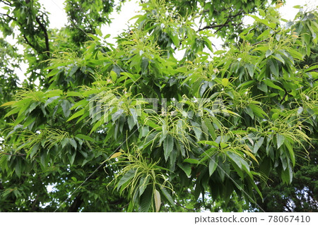 正陵谷,胡同,花園,玫瑰,房屋 正陵谷,胡同,花園,玫瑰,房屋 78067410