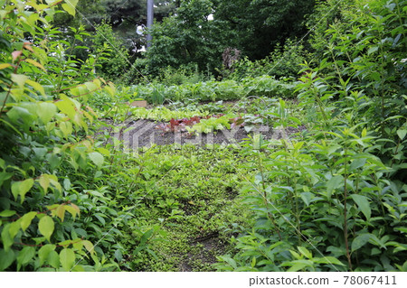 正陵谷,胡同,花園,玫瑰,房屋 正陵谷,胡同,花園,玫瑰,房屋 78067411