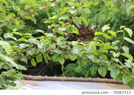 正陵谷,胡同,花園,玫瑰,房屋 正陵谷,胡同,花園,玫瑰,房屋 78067413