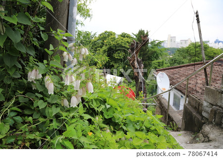 正陵谷,胡同,花園,玫瑰,房屋 正陵谷,胡同,花園,玫瑰,房屋 78067414