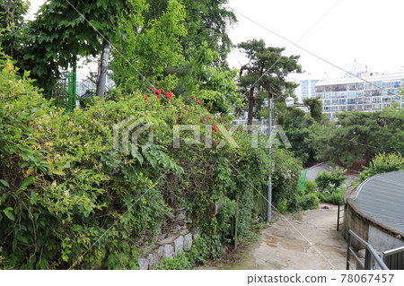Jeongneunggol. Alley. Garden. Roses. House 78067457