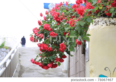 Jeongneunggol. Alley. Garden. Roses. House 78067467