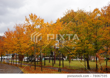 Aomori Shirakami Mountains Autumn leaves Tree-lined road 78067595