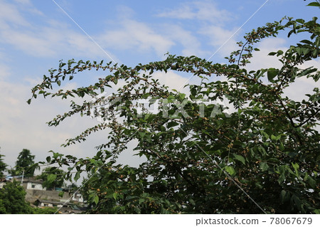 Jeongneunggol. Alley. Leaves. Green. In the garden. 78067679