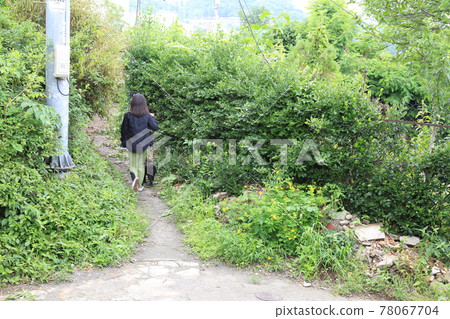 Jeongneunggol. Alley. Leaves. Green. In the garden. 78067704