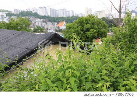 Jeongneunggol. Alley. Leaves. Green. In the garden. 78067706
