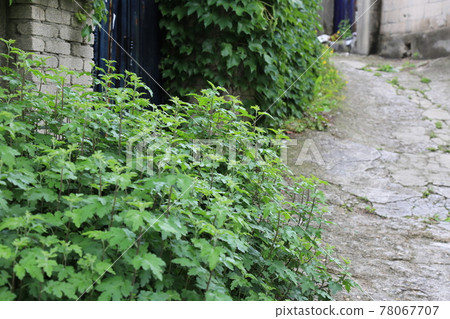 Jeongneunggol. Alley. Leaves. Green. In the garden. Jeongneunggol. Alley. Leaves. Green. In the garden. 78067707