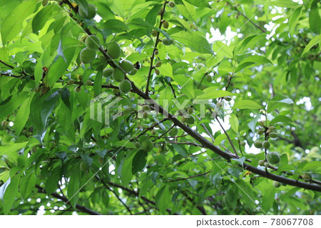 Jeongneunggol. Alley. Leaves. Green. In the garden. Jeongneunggol. Alley. Leaves. Green. In the garden. 78067708