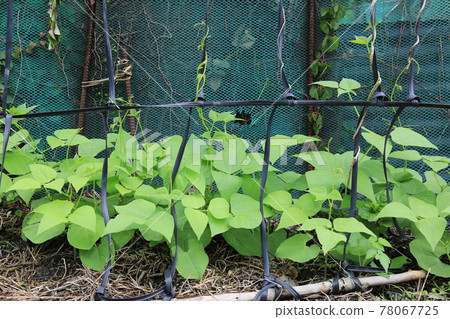 Jeongneunggol. Alley. Leaves. Green. In the garden. Jeongneunggol. Alley. Leaves. Green. In the garden. 78067725