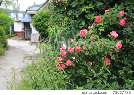 Jeongneunggol. Alley. Leaves. Green. In the garden. Jeongneunggol. Alley. Leaves. Green. In the garden. 78067726