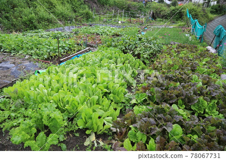 Jeongneunggol. Alley. Leaves. Green. In the garden. Jeongneunggol. Alley. Leaves. Green. In the garden. 78067731