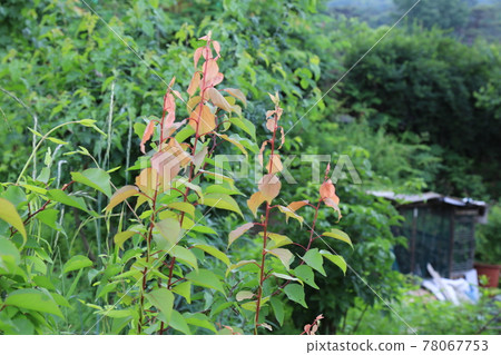 Jeongneunggol. Alley. Leaves. Green. In the garden. 78067753
