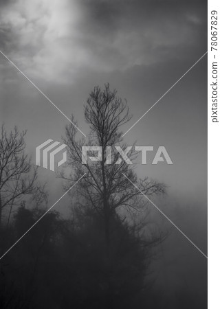 Trees hidden by the fog in winter. Trees hidden by the fog in winter. 78067829
