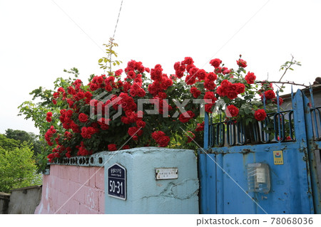 Jeongneunggol. Roses. At the gate, house 78068036