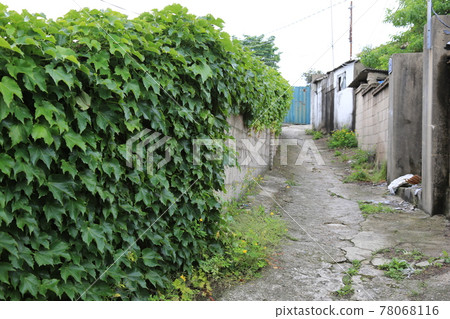 Jeongneunggol. Roses. At the gate, house Jeongneunggol. Roses. At the gate, house 78068116