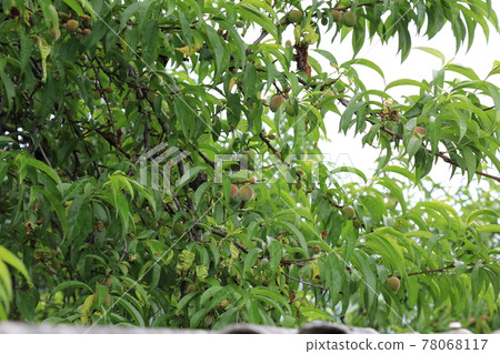 Jeongneunggol. Roses. At the gate, house 78068117