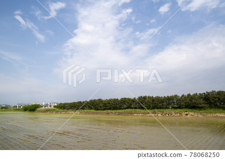Siheung Tidal-Ecological Park, Siheung City, Gyeonggi-do 78068250