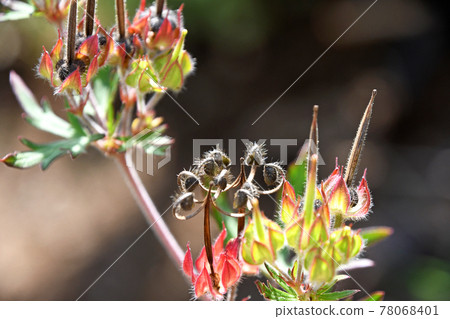 Carolina geranium after flicking black ripe seeds 78068401
