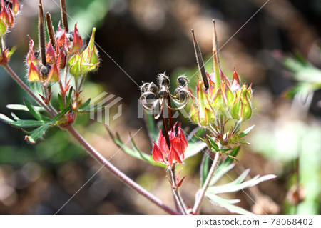 Carolina geranium after flicking black ripe seeds Carolina geranium after flicking black ripe seeds 78068402