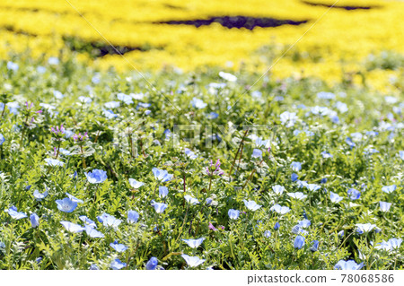 Tomita Sato Niwa Koen Nemophila and Viola 78068586