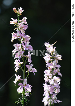Larkspur 78068607