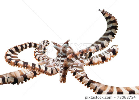Octopus mimic octopus white background 78068754