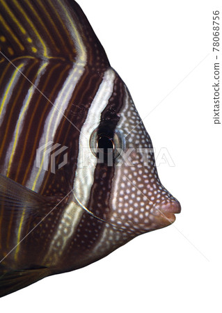Zebrasoma up Indian Ocean type up white background Zebrasoma up Indian Ocean type up white background 78068756