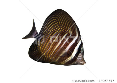 Zebrasoma 印度洋類型白色背景 78068757