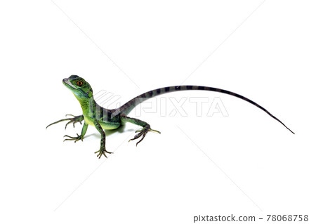 Basilisk Green Basilisk White background 78068758