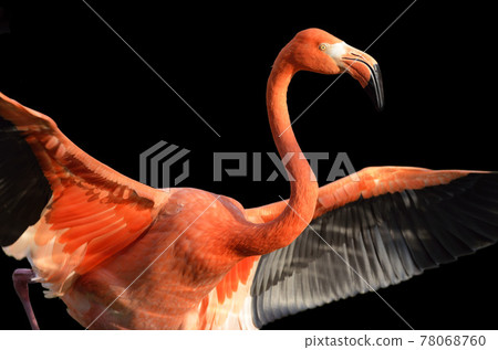 Flamingo flamingo flamingo Flamingo flamingo flamingo 78068760