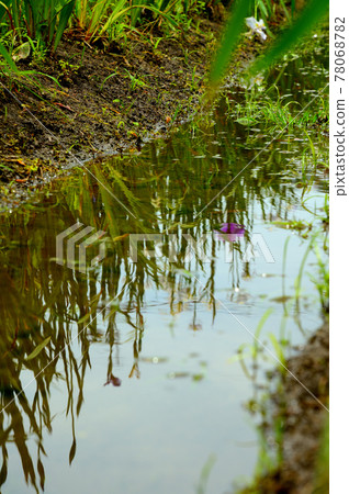 Iris flowers reflected on the surface of the lake 78068782