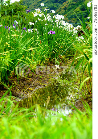Iris flowers reflected on the surface of the lake Iris flowers reflected on the surface of the lake 78068783