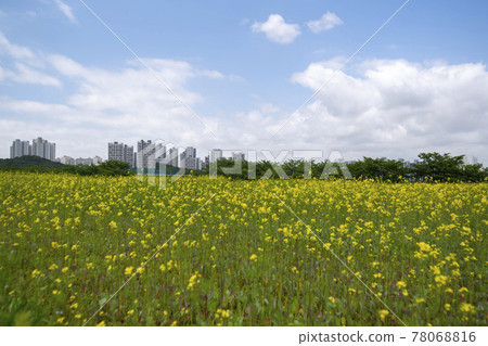 油菜花 油菜花 78068816