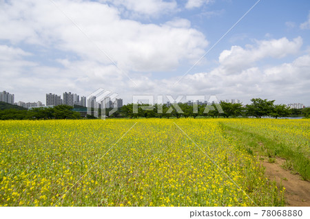 Rapeseed flower 78068880