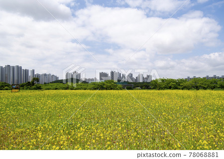 油菜花 78068881