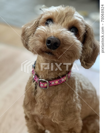 推薦的杏玩具貴賓犬 78068924