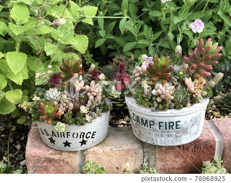 Group planting of succulents in concrete pots 78068925