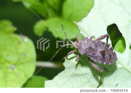 Hojoki bug 78069334