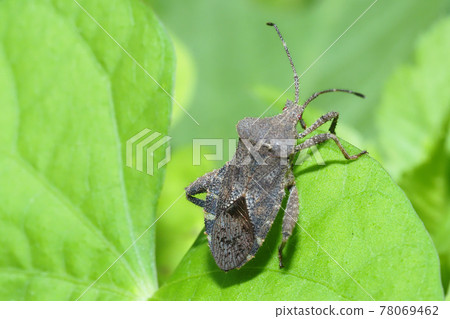 Hojoki bug 78069462