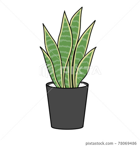 觀葉植物 虎尾蘭的彩色插圖 插圖素材 圖庫