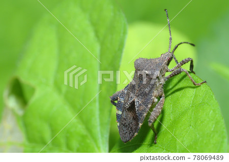 Hojoki bug 78069489