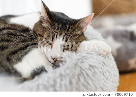 盯著野雞的貓 盯著野雞的貓 78069710