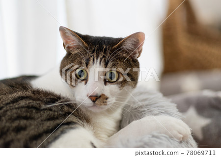 盯著野雞的貓 盯著野雞的貓 78069711