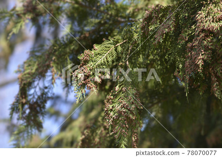 False cypress 78070077