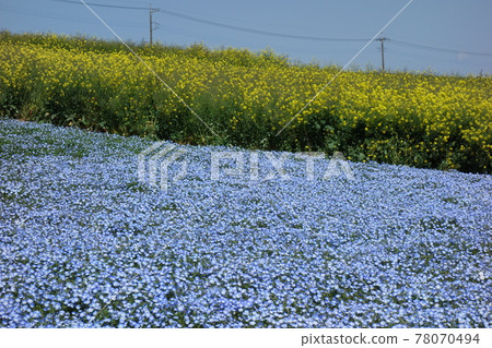 Nemowira of nose high view flower hill Nemowira of nose high view flower hill 78070494