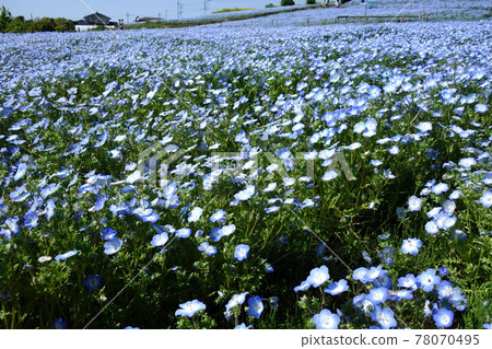 Nemowira of nose high view flower hill Nemowira of nose high view flower hill 78070495